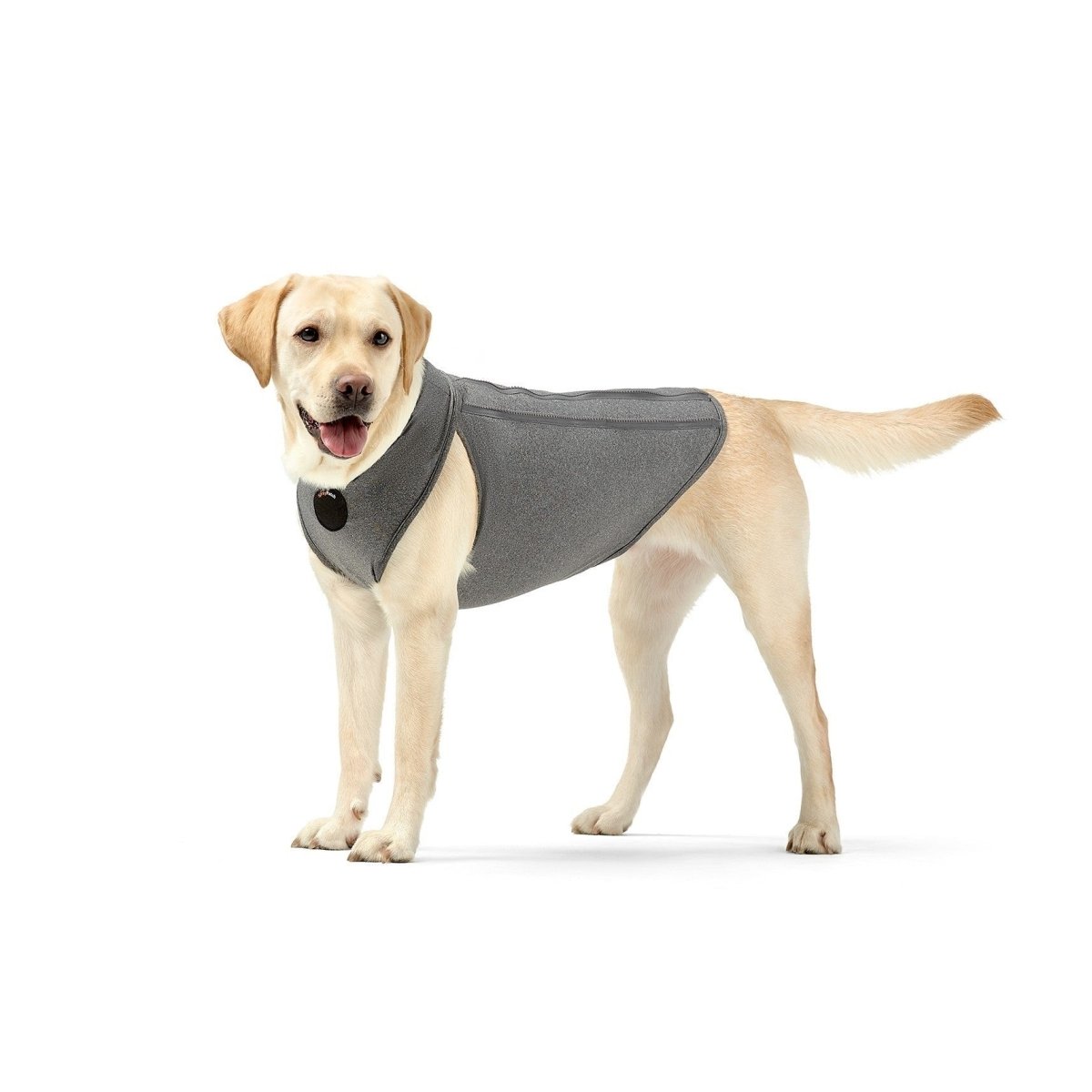 Yellow Labrador wearing a gray vest, standing on a white background.